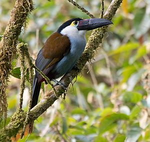 Black-billed-Mountain-Toucan.jpg