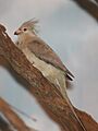 Blue-napedMousebird UrocoiusMacrourus