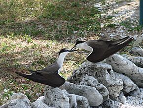 Bridled Terns Lady Elliot