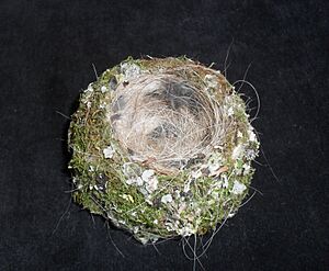 Buchfink Nest - Nest of chaffinch - Fringilla coelebs 1