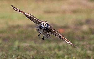 Burrowing Owl in Flight