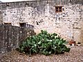 Cactus bush outside the Alamo, San Antonio, Texas, June 4, 2007