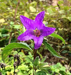 Campanula trachelium Charmauvillers