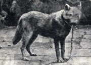 Canis lupus cristaldii subsp. nov.png