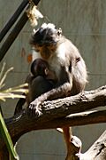 Brown and white monkey and baby