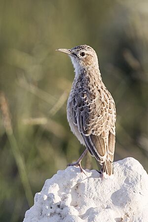 Chersomanes albofasciata (Etosha).jpg