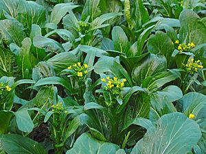 Choi Sum stalks.JPG