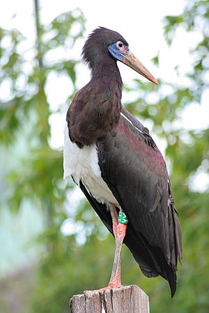 Ciconia abdimii -London Zoo-8a.jpg