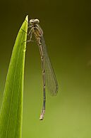 Coenagrionidae2