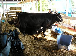 Cow at Ulster County Fair