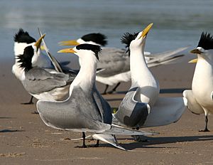 Crested Tern courtship