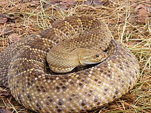 Crotalus basiliscus.jpg