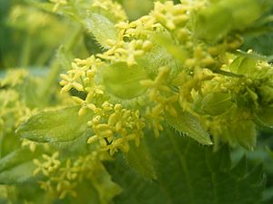 Cruciata laevipes closeup