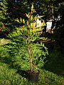 Cupressocyparis leylandii 'Castlewellan Gold'