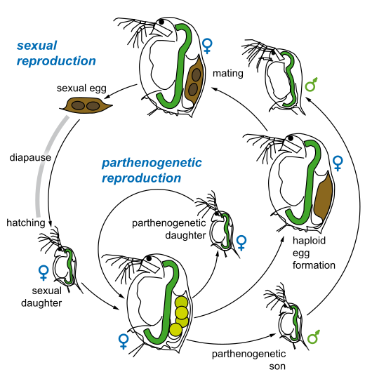 DaphniaMagna LifeCycle DVizoso