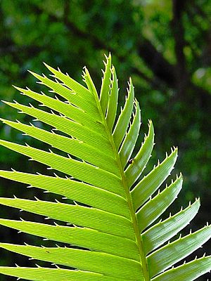 Dioon spinolosum04