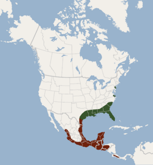 Distribution of Lasiurus intermedius.png