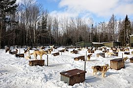 Dog sled kennels