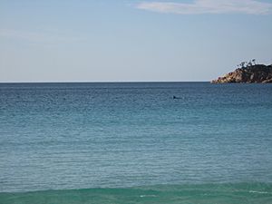 Dolphins in Wineglass Bay