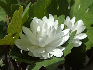 Double Sanguinaria