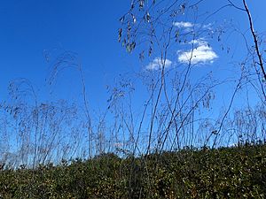 Eucalyptus sepulcralis.jpg