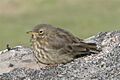 Faroe Island.1.bird.jpg