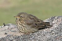 Faroe Island.1.bird