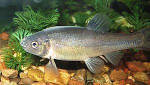 Fathead Minnow - Breeding Male