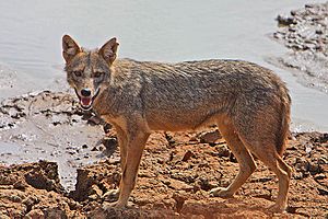 Golden jackal ("Canis aureus")