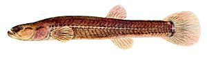 Forbesichthys agassizii.jpg