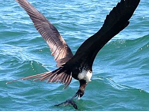 Fregata magnificens-female fishing