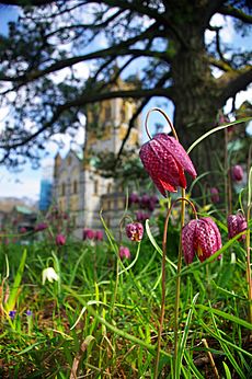 Fritillaria Buckfast