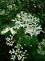 GT Elder in leaf and flower