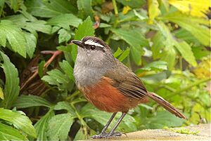 Grey-breasted Laughing thrush1.jpg