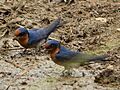 Hirundo tahitica(9)