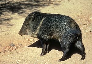 Javelina in Saguaro National Park