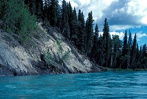 Kenai river riverbank