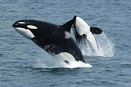 Killerwhales jumping