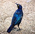 Lamprotornis nitens, Kruger