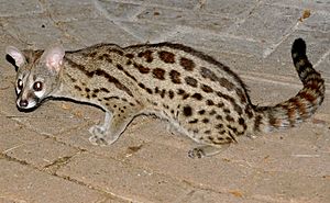 Large-spotted Genet (Genetta tigrina) (17356502041) (crop).jpg