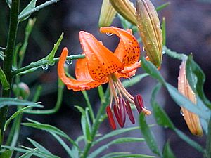 Lilium davidii 5.jpg