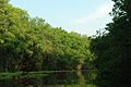 Manglares de la Laguna de Sinamaica.