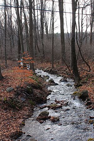 Maple Run looking downstream 2