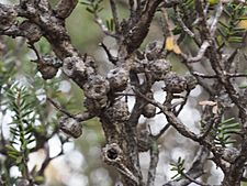 Melaleuca sparsiflora (fruit)