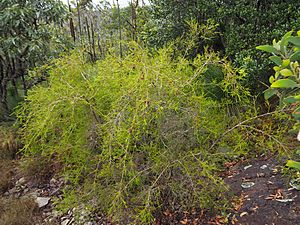 Melaleuca uxorum 02.JPG