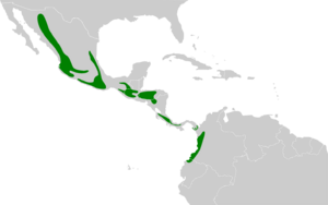 Mitrephanes phaeocercus map.svg