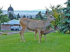 MontanaCapitolDeer2006