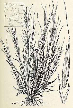 Muhlenbergia filiformis.jpg