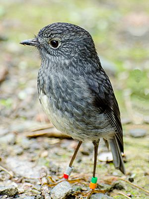 North Island Robin-edit.jpg