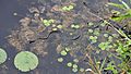 Northern Water Snake